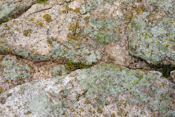 istock Green lichen on white stone texture 1303941628