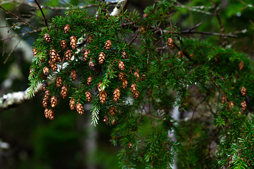 Hemlock branch with tiny pine cones