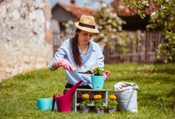 istock Young woman replanting plants 1303943407