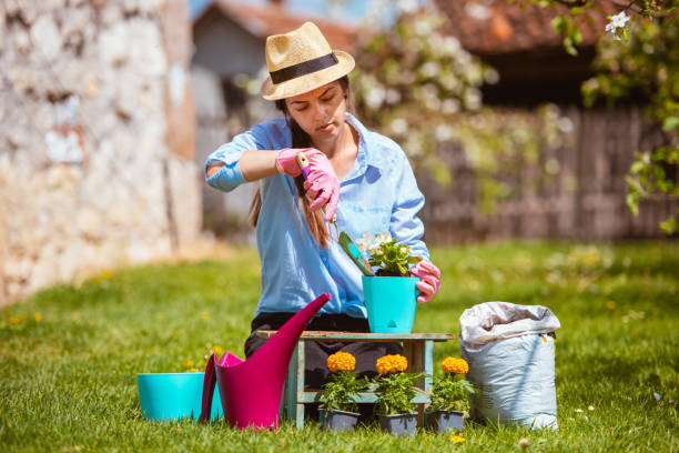 istock Young woman replanting plants 1303945749