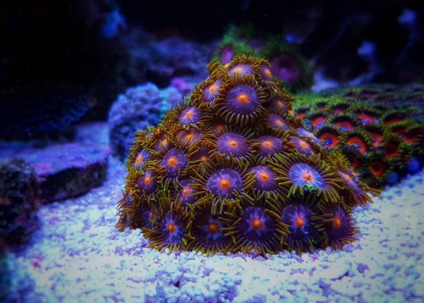 istock Zoanthus polyps small colony in reef aquarium 1303949628