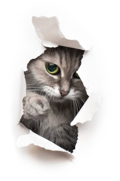 istock Cat looks into the torn hole 1303949703