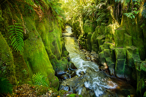 The “majestic scenery in the canyon in the Whirinaki Forest with the river racing through the chiselled canyon walls covered in loss and lichen
