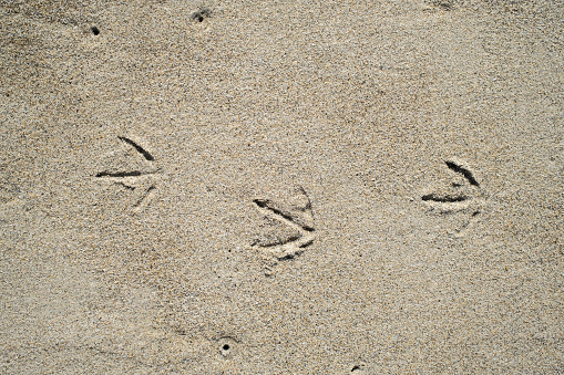 Footprints on the wet sand on the seashore.