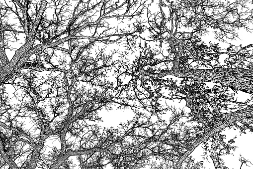 Mezzotint photograph of bare oak trees and sky