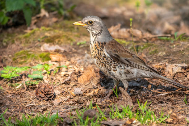 istock Fieldfare, Turdus pilaris, on a sprng lawn. 1303957825