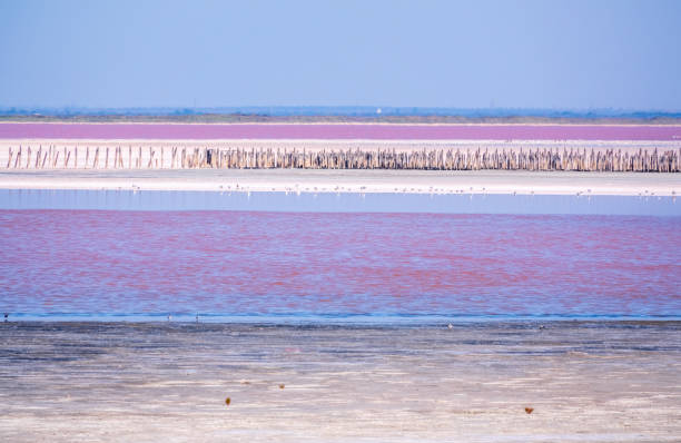 um lindo lago salgado com água rosa. - yevpatoria - fotografias e filmes do acervo