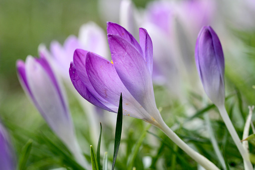 Crocuses growing on a lawn in the early spring.