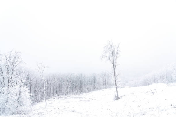 istock Frozen bare trees covered with frost, winter scene 1303960457