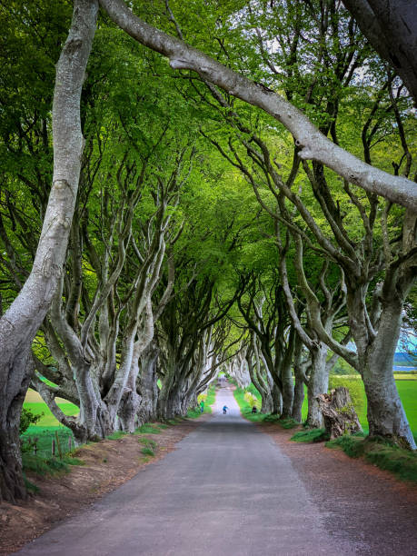 istock Dark Hedges Of Ireland 1303961060