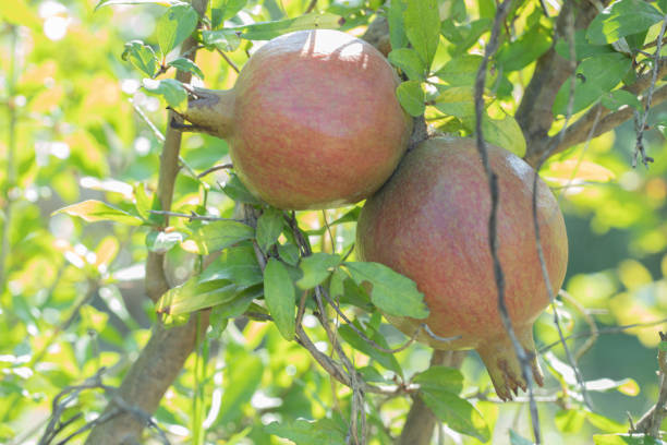 istock Red pomegranates growing on the edge of a tree 1303962155