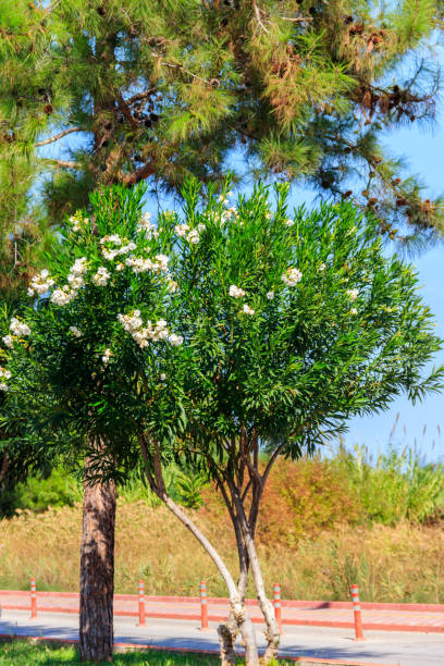 kwitnący biały nerium oleander w ogrodzie - 5141 zdjęcia i obrazy z banku zdjęć