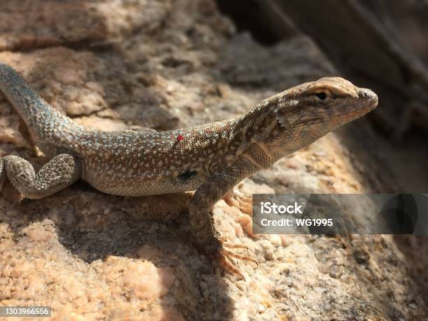 Side Blotched Lizard Stock Photo - Download Image Now - Lizard, Side-Blotched Lizard, Desert Area