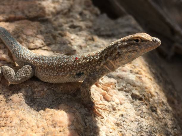 jaszczurka z boku - herpetology close up california tree zdjęcia i obrazy z banku zdjęć