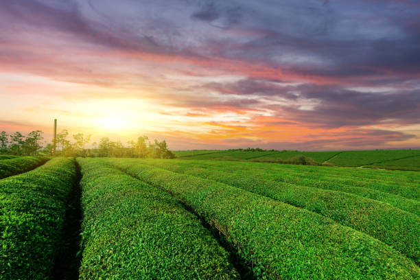 istock Large outdoor tea garden 1303968157