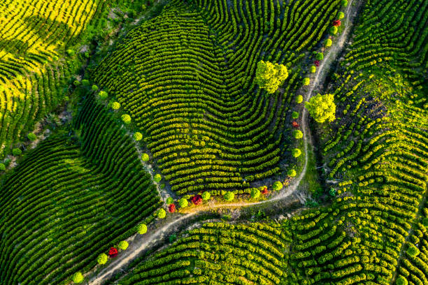 Large outdoor tea garden
