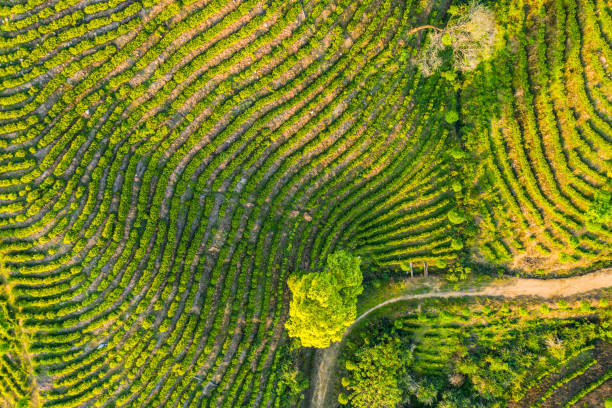 istock Large outdoor tea garden 1303968203