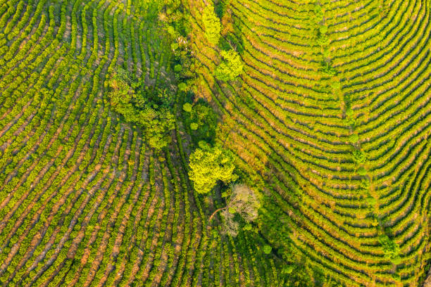 istock Large outdoor tea garden 1303968209