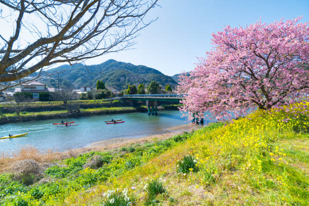 istock Japanese early spring flower, Sakura Kawazu 1303969700
