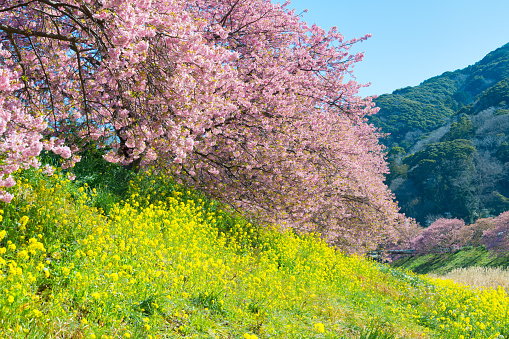 Japanese early spring flower, Sakura Kawazu