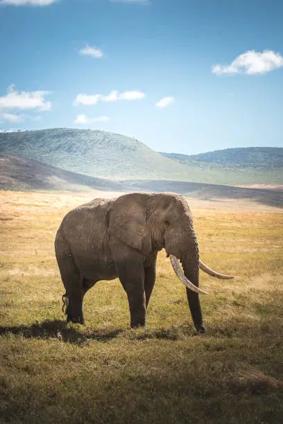 Photo of Isolated large adult male elephant (Elephantidae) at grassland conservation area of Ngorongoro crater. Wildlife safari concept. Tanzania. Africa