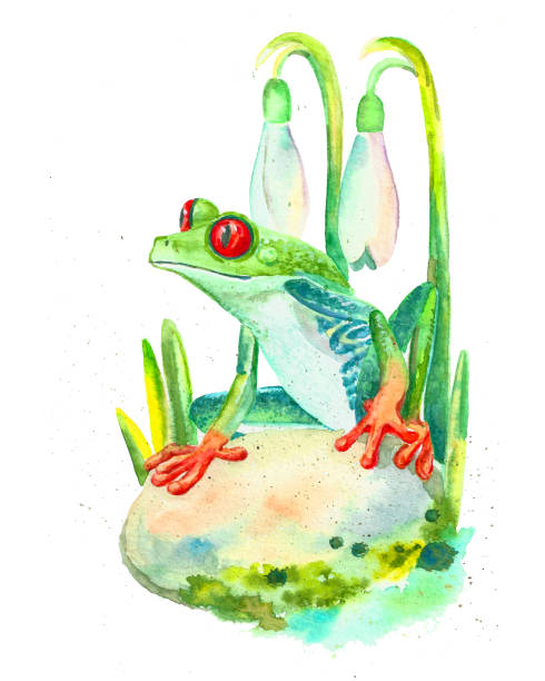 istock watercolor red-eyed tree frog and crocuses, spring illustration 1303971456