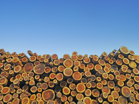 Sustainable forest management. Stack of lumber.
