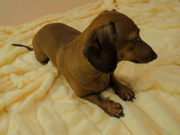 istock Small red dog breed smooth-haired dachshund on a soft yellow blanket 1303972533