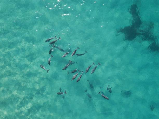 istock A school of Dolphins 1303972561