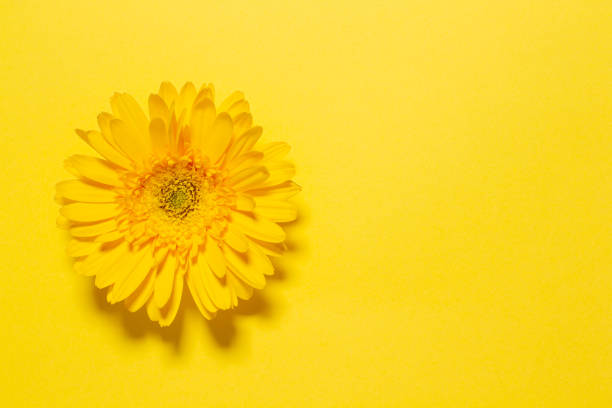Yellow, flowers, background, gerbera, yellow background, copy space