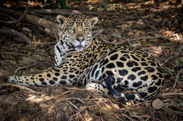 istock Jaguar in the Pantanal 1303976650