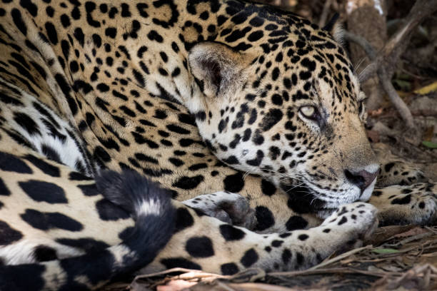 istock Jaguar in the Pantanal 1303976677
