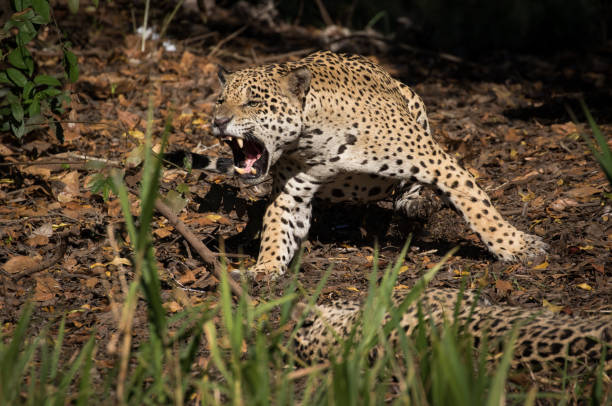 istock Aggressive Male Jaguar 1303977265
