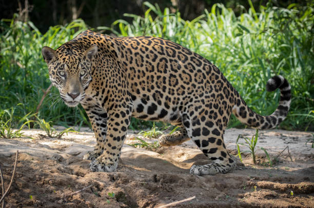 istock Jaguar in the Pantanal 1303977274
