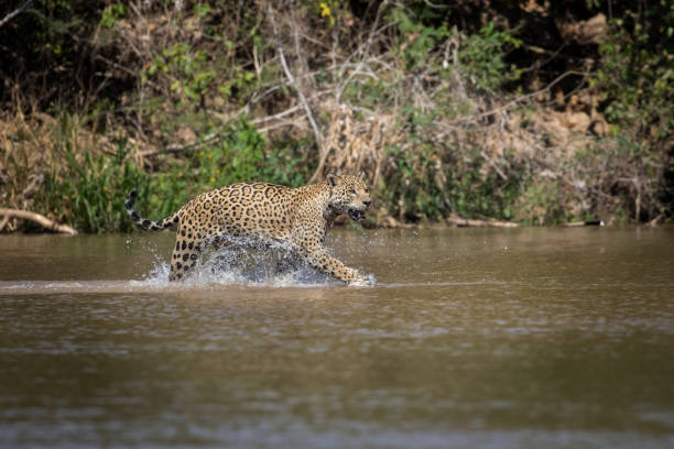 istock Aggressive Male Jaguar 1303977358