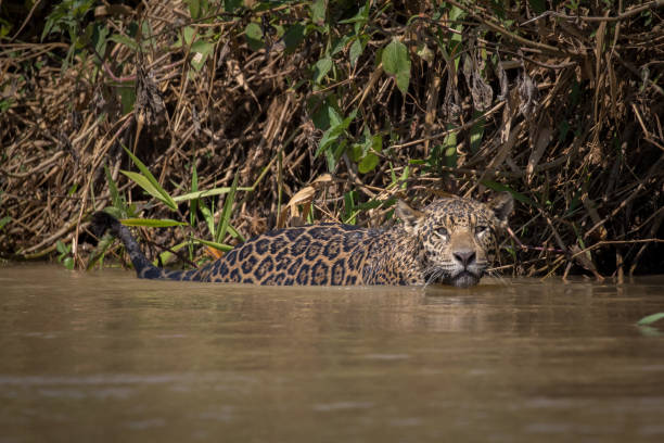 istock Jaguar descending a river bank 1303977375