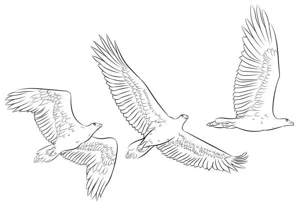 Vector illustration of silhouettes in the outline of hovering eagles in different poses, art line, vector