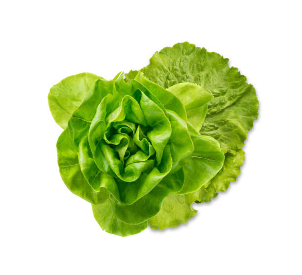 istock Raw fresh boston lettuce salad or butterhead isolated on white 1303978718