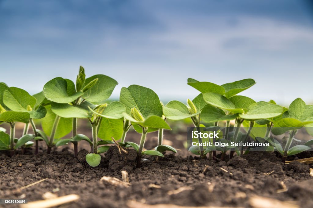 Fresh green soy plants on the field in spring. Rows of young soybean plants Fresh green soy plants on the field in spring. Rows of young soybean plants . High quality photo Soybean Stock Photo