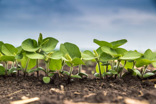 Fresh green soy plants on the field in spring. Rows of young soybean plants stock photo