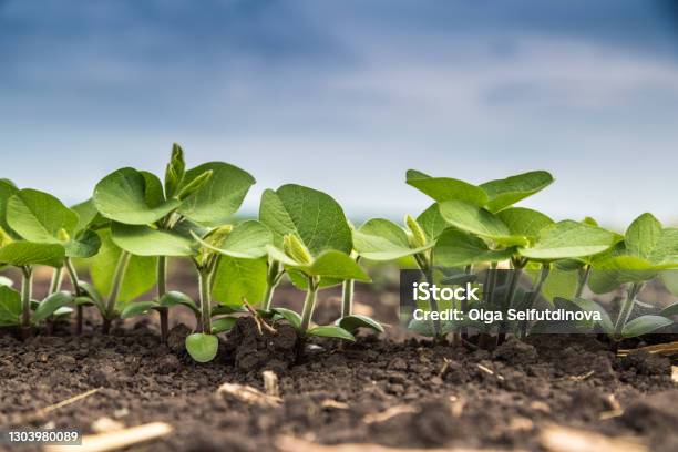 Fresh Green Soy Plants On The Field In Spring Rows Of Young Soybean Plants Stock Photo - Download Image Now