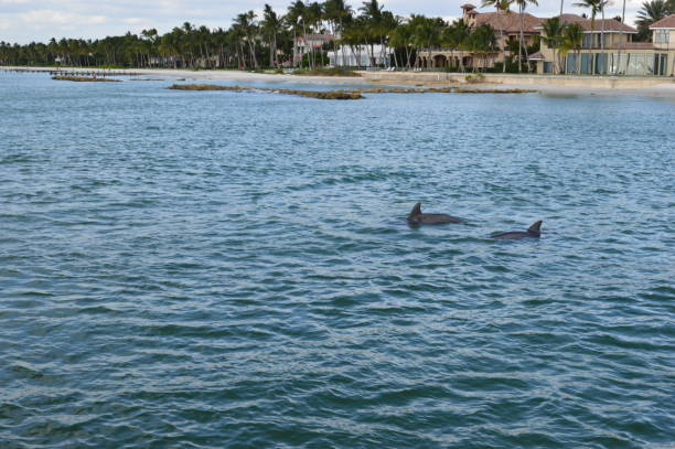 Dolphins and the coastline of Naples Florida behind Dolphins and behind Naples Florida naples beach stock pictures, royalty-free photos & images