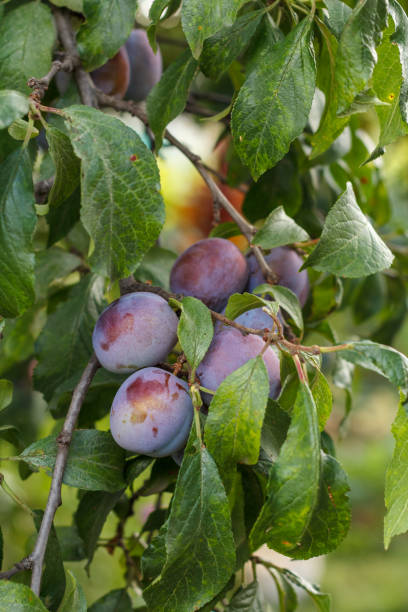 istock Fruits of ripe plum on tree in orchard. 1303980153