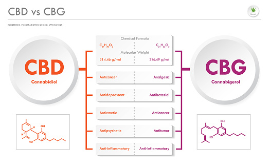CBD vs CBG, Cannabidiol vs Cannabigerol horizontal business infographic illustration about cannabis as herbal alternative medicine and chemical therapy, healthcare and medical science vector.