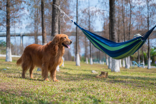 istock Golden retriever standing on the grass in the park 1303981069