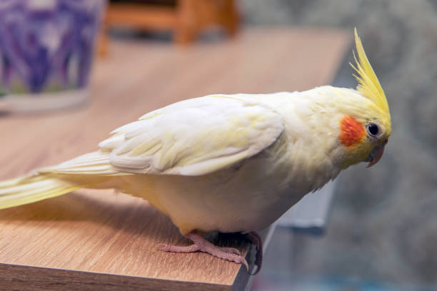 istock The Corella parrot has a rather high crest on its head and a long, pointed tail. 1303981077