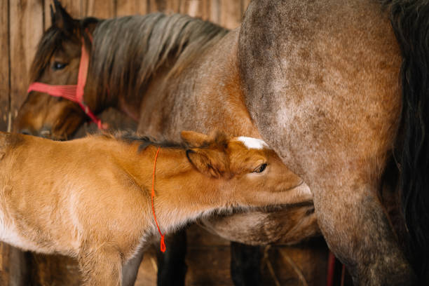 istock Foal Feeding From Mother Horse 1303981155