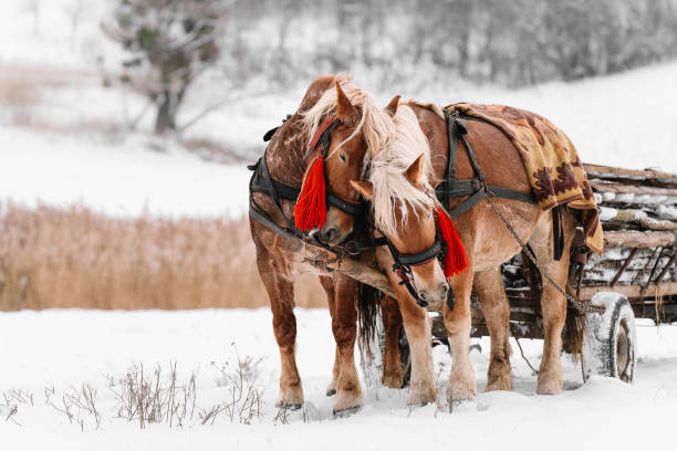 istock Panoramic View Of Horses On Snowy Field 1303981302