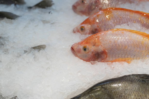 istock Close up fresh fish in supermarket 1303982021