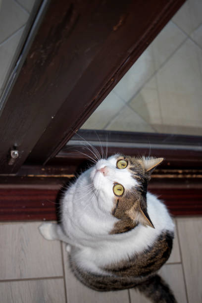 istock Cat staring at his reflection in the windowpane. tabby cat at home. 1303984194